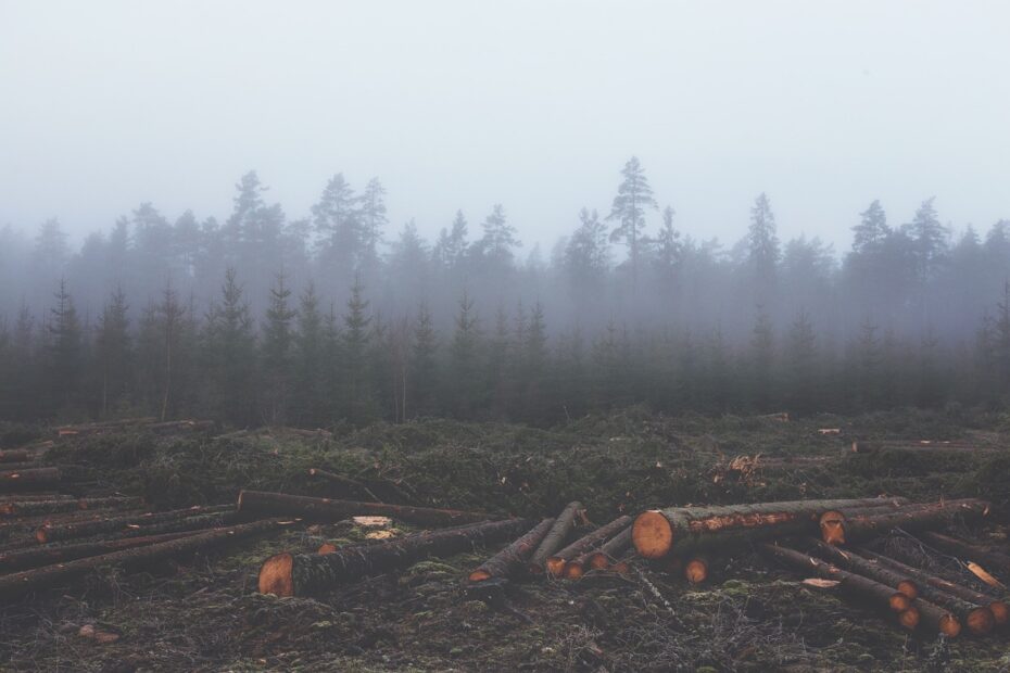 DEFORESTACIÓN causas consecuencias y soluciones