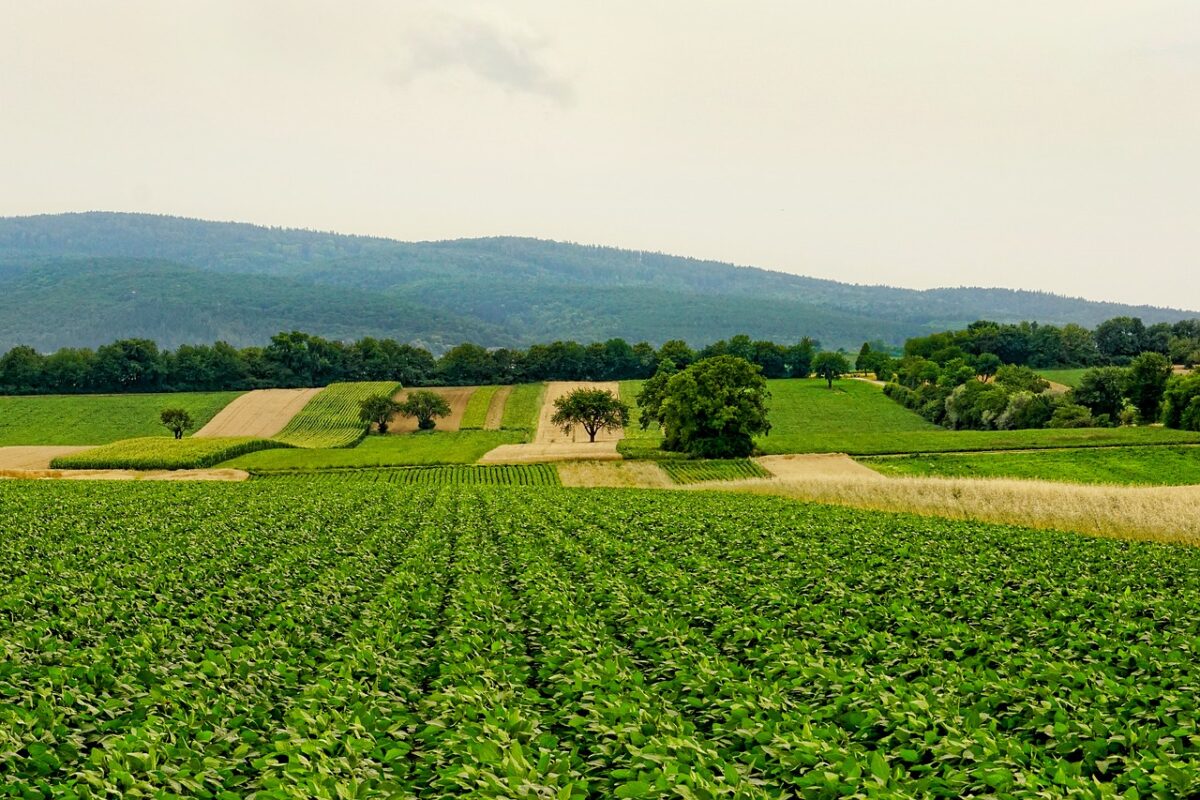 campos de trigo y zanahorias