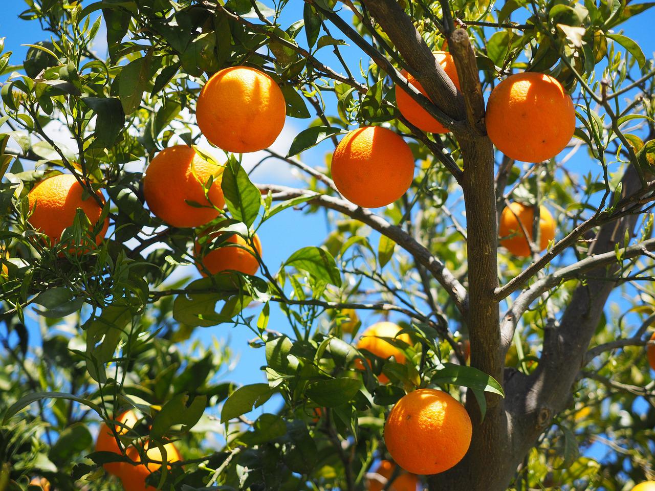 bosques comestibles de naranjas