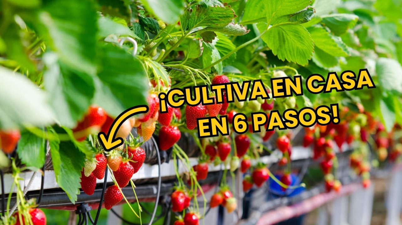 cultiva en casa en 6 pasos hidroponico