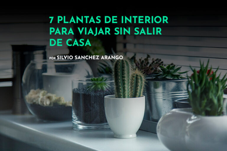 plantas-de-interior-para-viajar-por-el-mundo