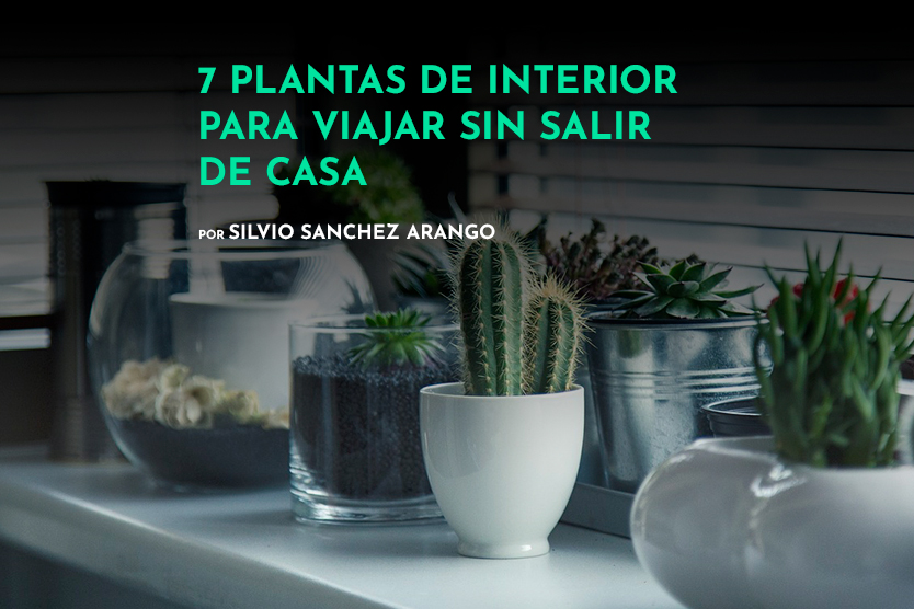 plantas-de-interior-para-viajar-por-el-mundo