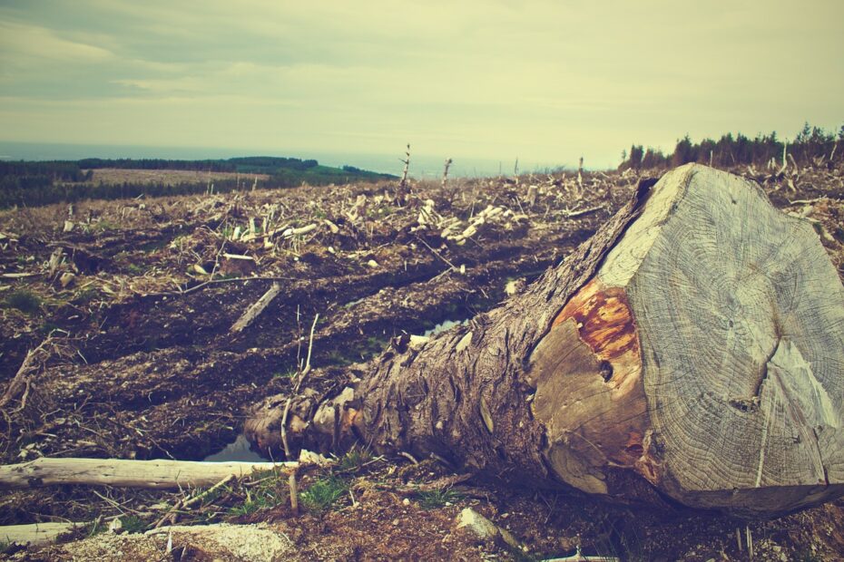 DEFORESTACIÓN: Causas, Consecuencias Y Soluciones