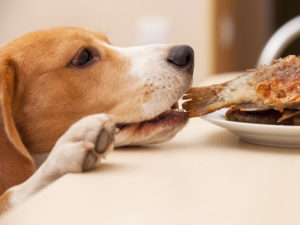 perro-comiendo-pescado