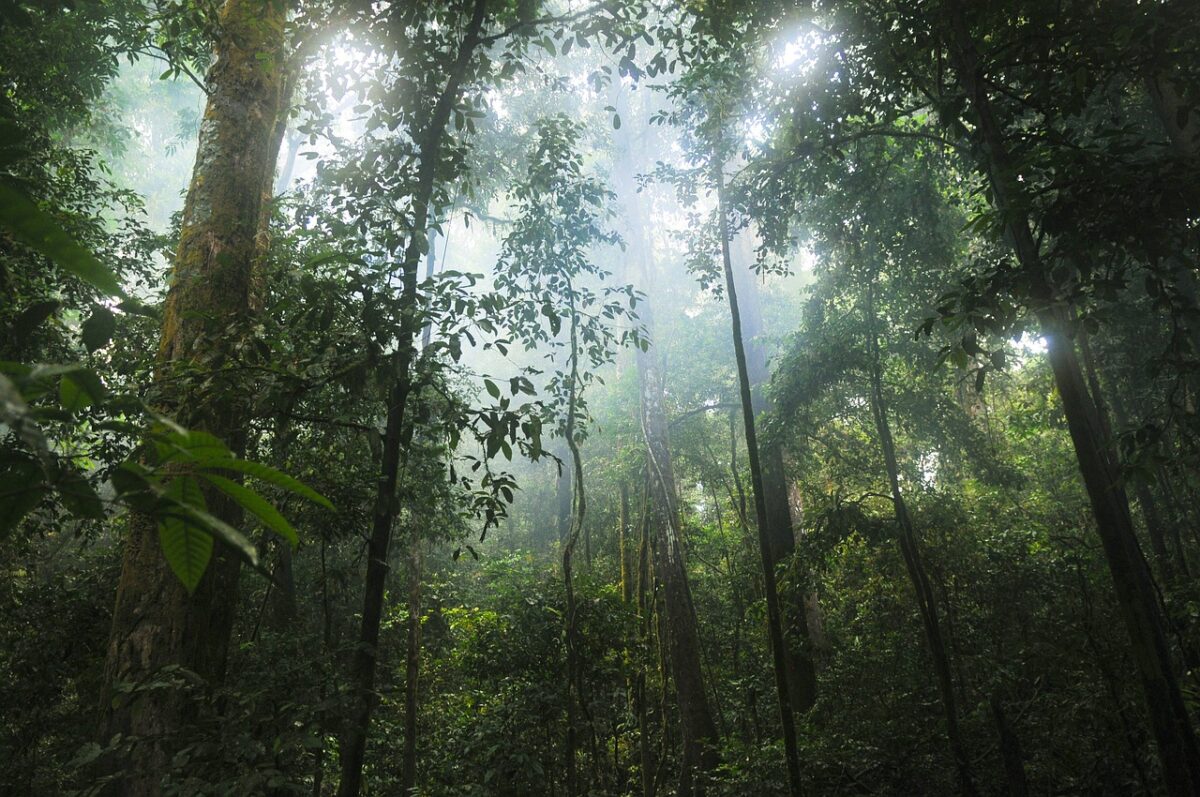 bosque tropical o jungla