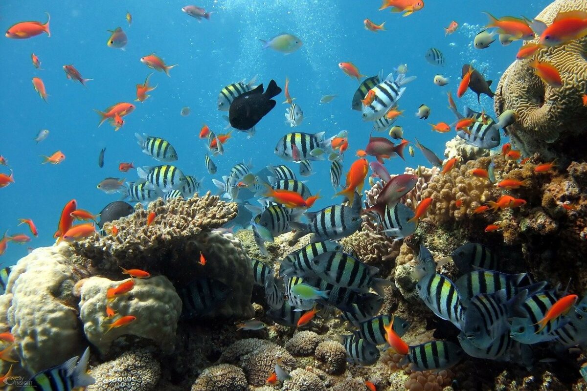 corales y muchos peces