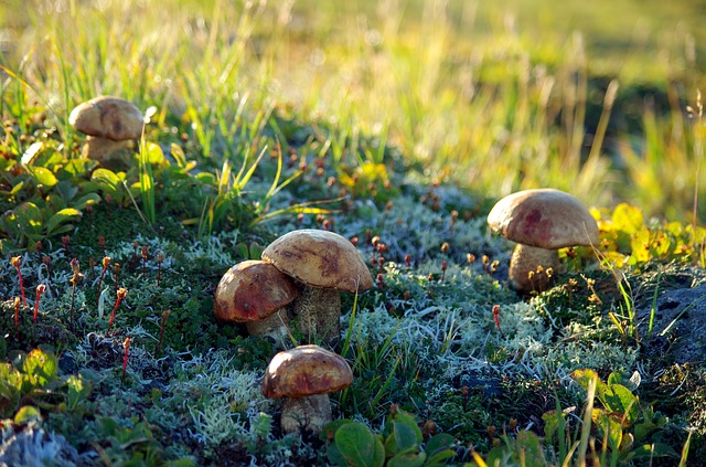 árboles enanos de la tundra ártica