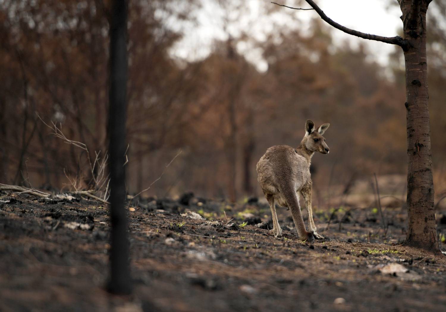 canguro perdido en el bosque despues de los incendios forestales en australia