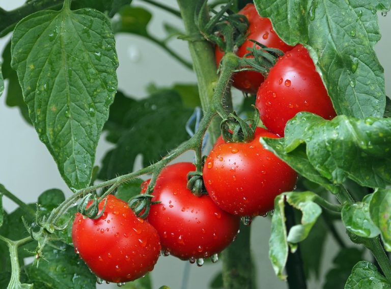 5 tomates muy rojos colgando aun de su planta
