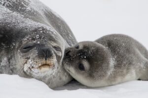 foca bebe con su madre dormida