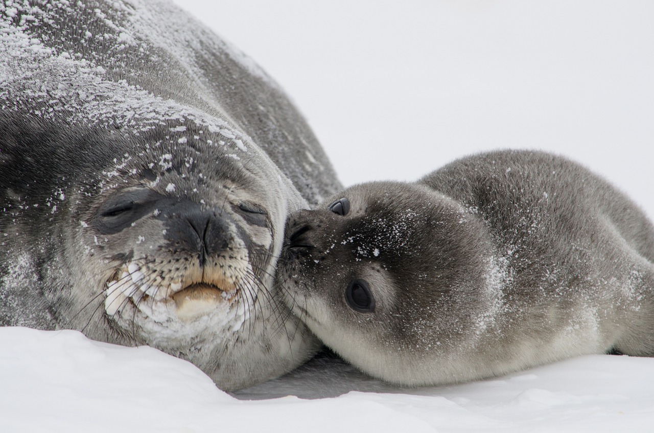 foca bebe con su madre dormida