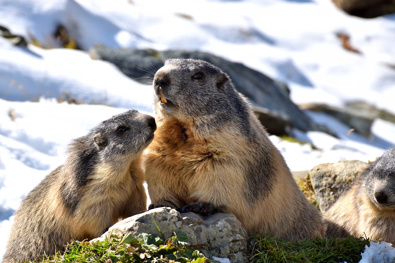 dos marmotas comiendo y otra descansando