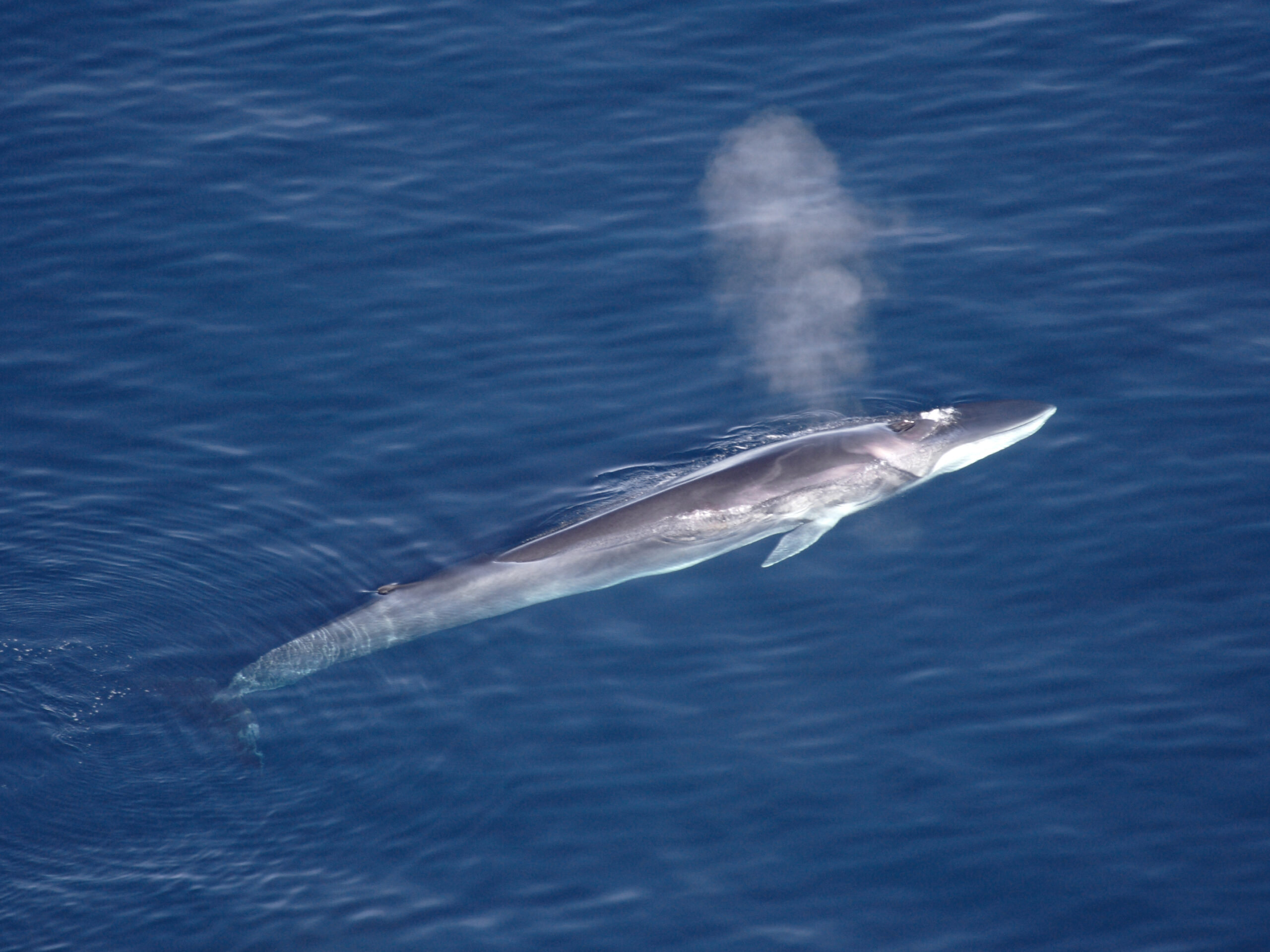 ballena de aleta o rorcual común