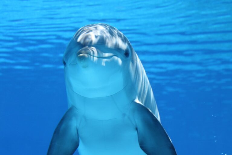 delfin en el oceano