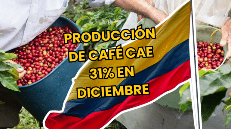 produccion-cafe-cae